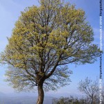VN24_alberi più grandi_foto_1 copia