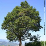 VN24_alberi più grandi_foto_2 copia