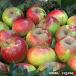 01_YT_20201017_F_Vergato_Sensazioni.Immagine029