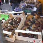 01_YT_20201017_F_Vergato_Sensazioni.Immagine034
