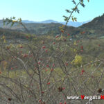 YT_20201020_F_Riola_Mela.Immagine032