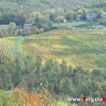 YT_20201020_F_Riola_Mela.Immagine033