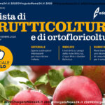 VN24_Articolo_Rosa_Romana_Frutticoltura_09_20 – 0004