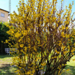 VN24_20210404_Vergato_Fioritura_010