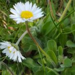 Bellis perennis