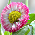 Bellis_perennis 2