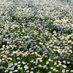 Bellis_perennis 3