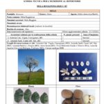 allegato-1 – 0001
