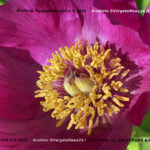 VN24_20220503_Salvatore Barbagallo_Peonie M. Pero_001