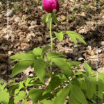 VN24_20220507_Salvatore Barbagallo_Peonie M. Pero_002