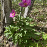 VN24_20220507_Salvatore Barbagallo_Peonie M. Pero_003