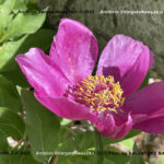 VN24_20220507_Salvatore Barbagallo_Peonie M. Pero_004