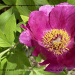 VN24_20220507_Salvatore Barbagallo_Peonie M. Pero_005