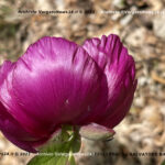 VN24_20220507_Salvatore Barbagallo_Peonie M. Pero_006