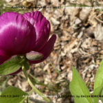 VN24_20220507_Salvatore Barbagallo_Peonie M. Pero_007