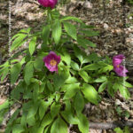 VN24_20220507_Salvatore Barbagallo_Peonie M. Pero_008