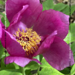 VN24_20220507_Salvatore Barbagallo_Peonie M. Pero_009