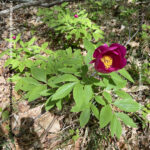 VN24_20220507_Salvatore Barbagallo_Peonie M. Pero_010