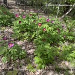 VN24_20220507_Salvatore Barbagallo_Peonie M. Pero_013