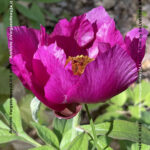 VN24_20220507_Salvatore Barbagallo_Peonie M. Pero_014