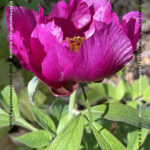 VN24_20220507_Salvatore Barbagallo_Peonie M. Pero_015