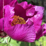 VN24_20220507_Salvatore Barbagallo_Peonie M. Pero_016