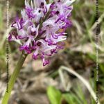 VN24_20220507_Salvatore Barbagallo_Peonie M. Pero_017