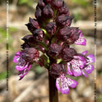 VN24_20220507_Salvatore Barbagallo_Peonie M. Pero_018