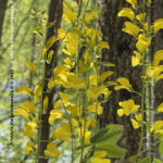 VN24_20220507_Salvatore Barbagallo_Peonie M. Pero_019