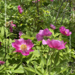 VN24_20220507_Salvatore Barbagallo_Peonie M. Pero_020