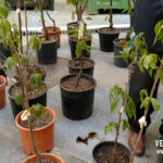 YT_20230528_F_Porretta_Mela e maroni.Immagine072