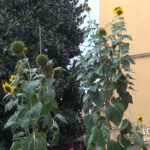 YT_20241002_F_Vergato_Girasoli.Immagine144