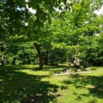 Foto dei castagni del Centro nazionale per lo studio e la conservazione della biodiversità forestale di Granaglione_Credit ANA